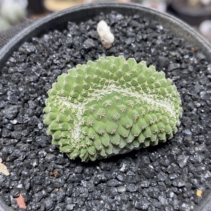 实生菊水缀化209号4cm