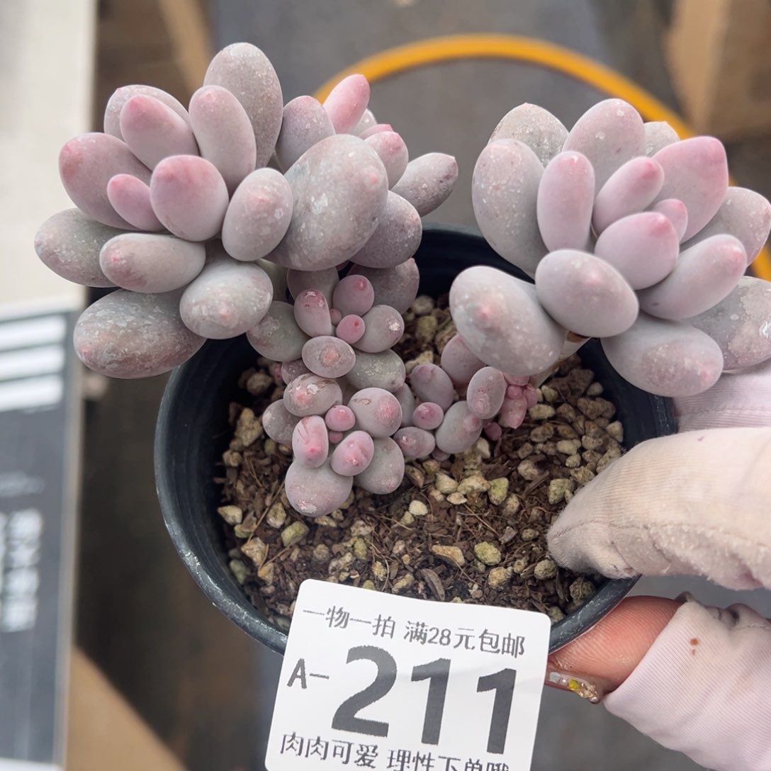 海狸美人多肉多肉多肉