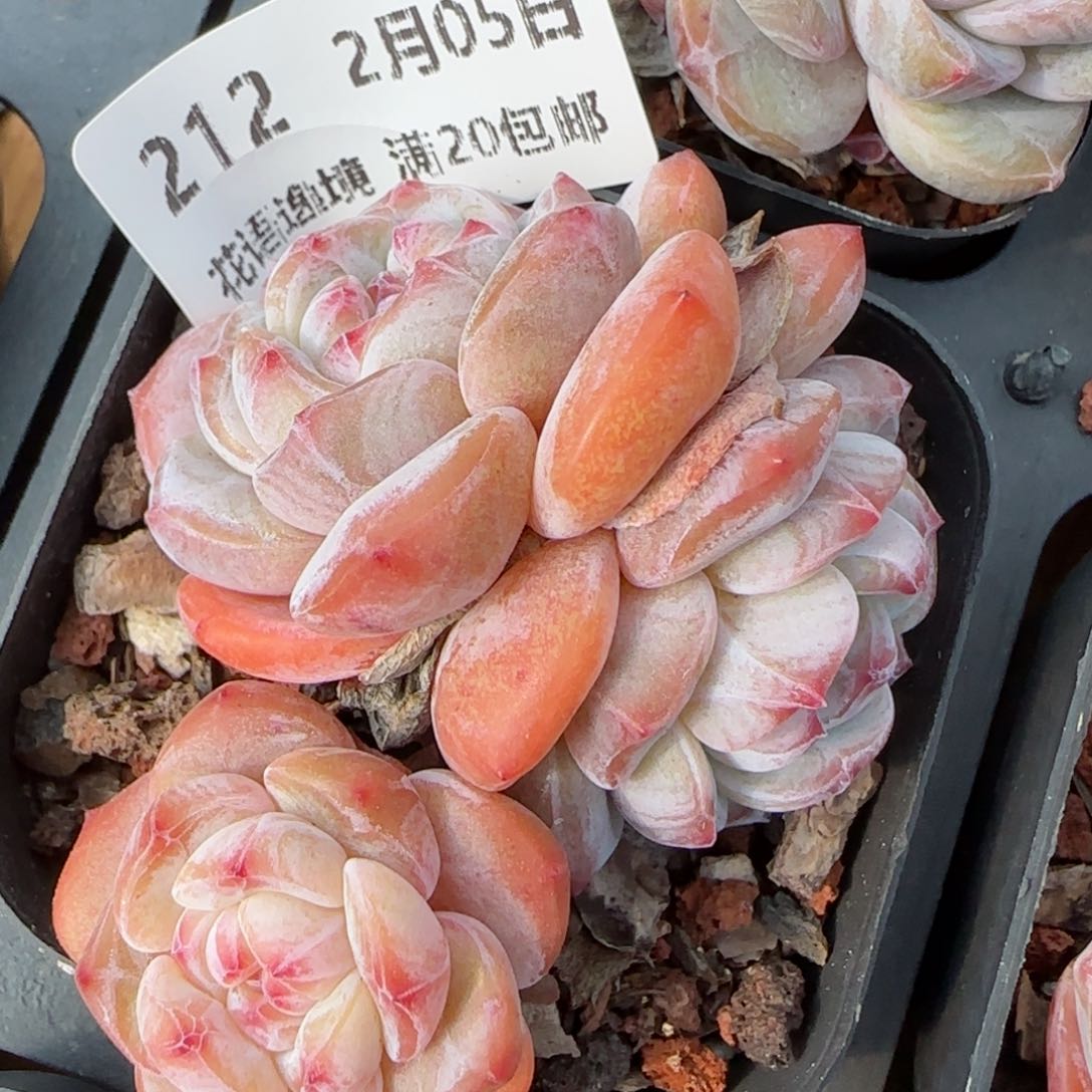 花语逸镜0205-212