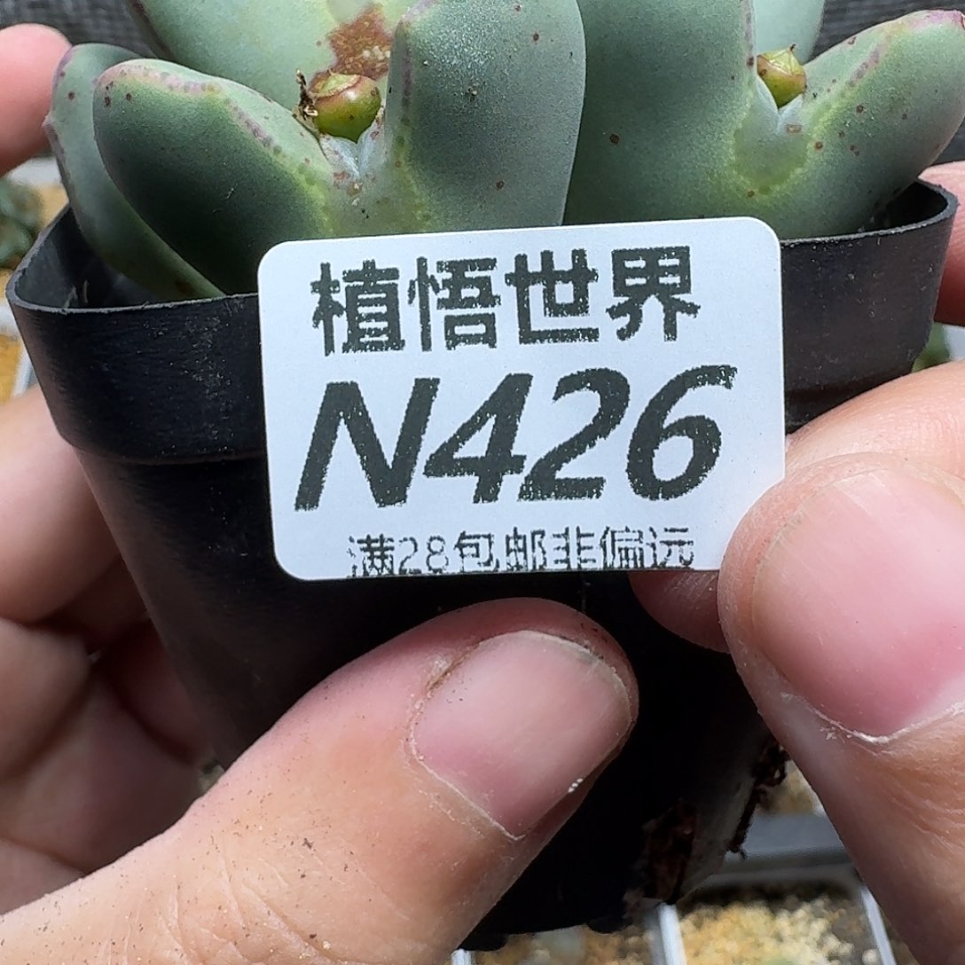 多让我的人生多肉植物g