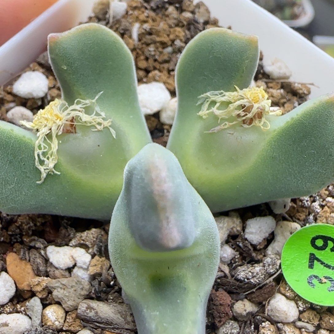 大眼睛空蝉群2.5-2.7多肉379