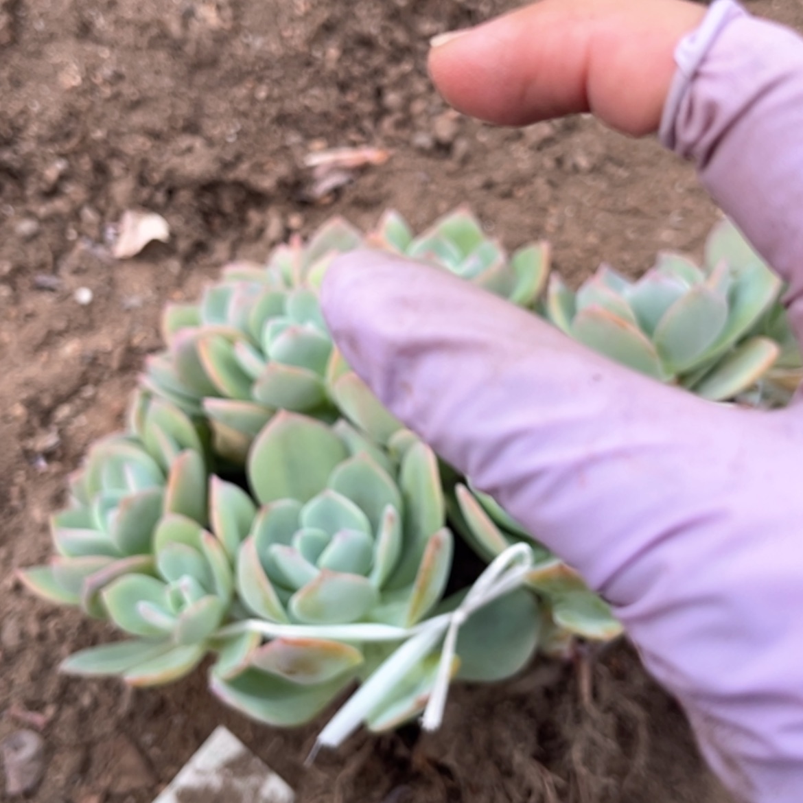 【闪购商品】无花朵恵*