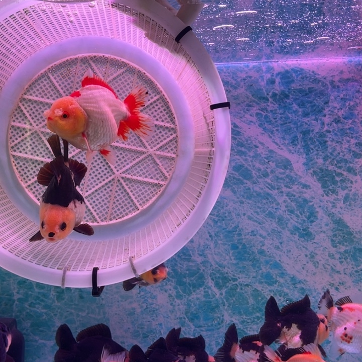 金鱼玛丽金鱼链接