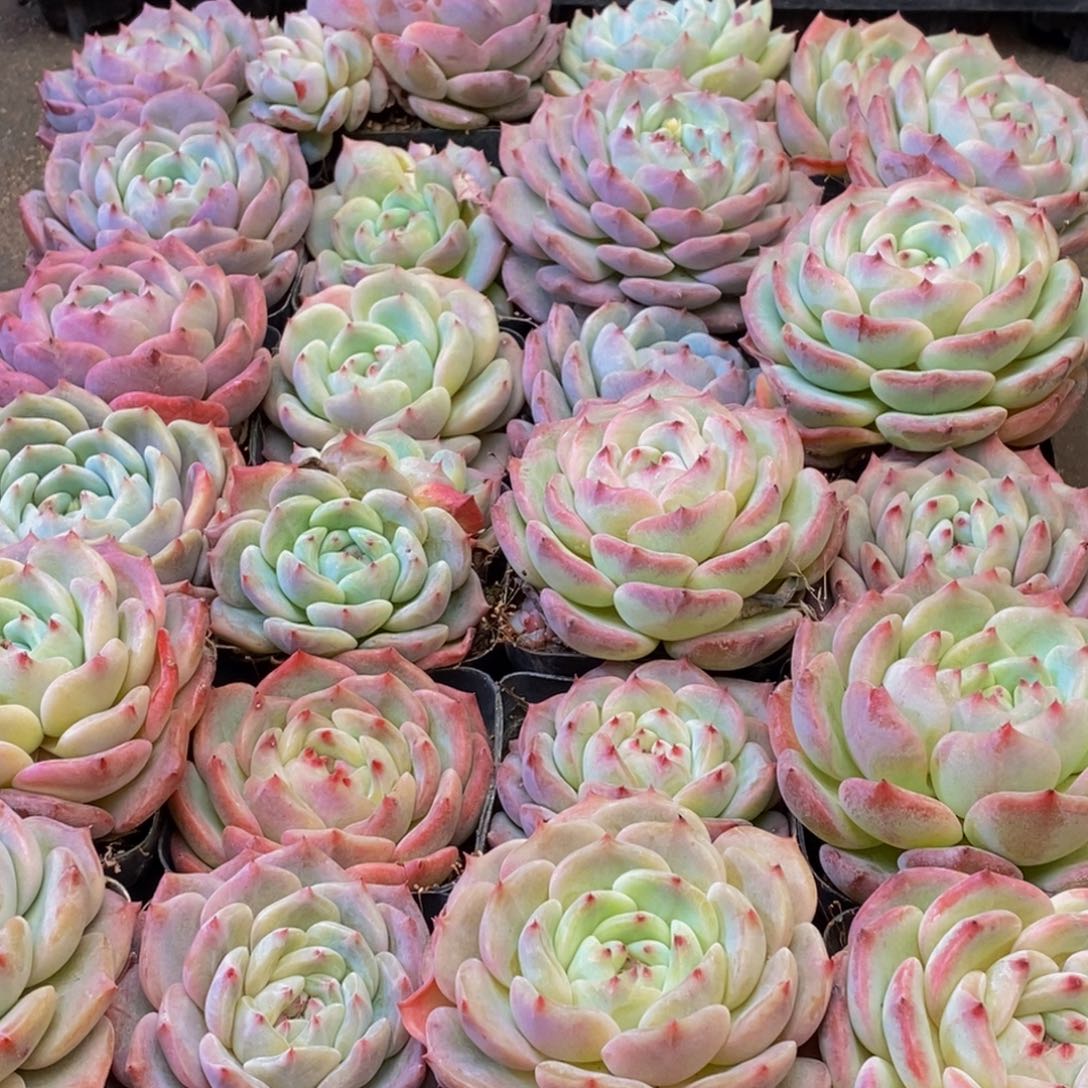 810多肉植物保护研究所所长助理研究员等