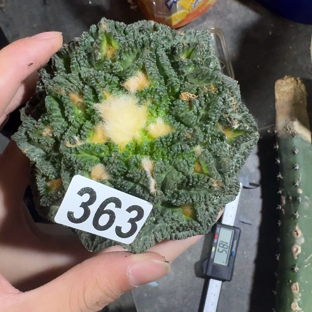 锐***仔363号牡丹袖蒲仙人球