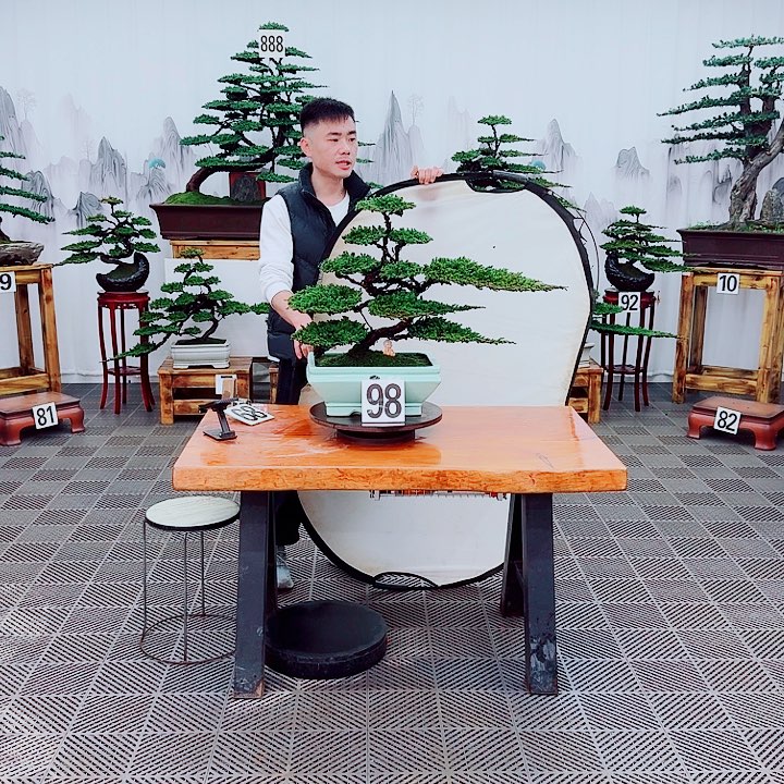 无花朵松柏盆景，一物一拍