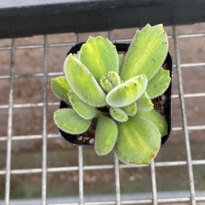 伯克利和格蕾纳等著名音乐