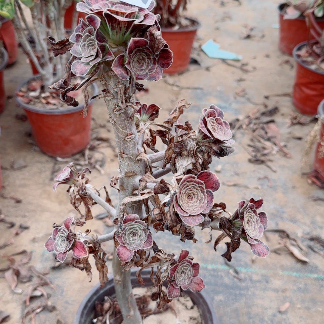 拉丝锦265满20包邮断枝不包