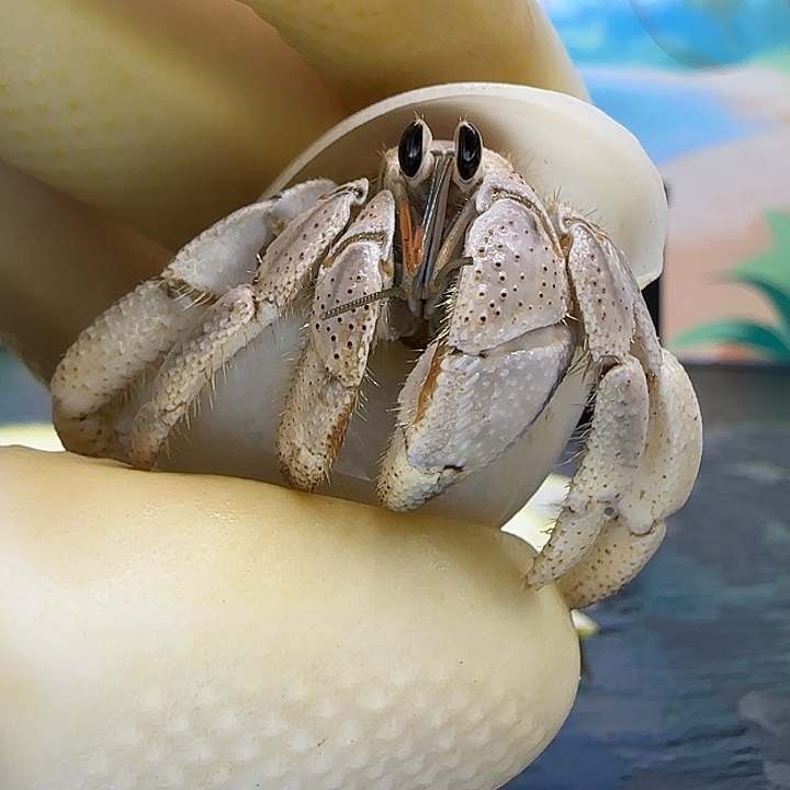 A72马岛灰白1.8cm口径