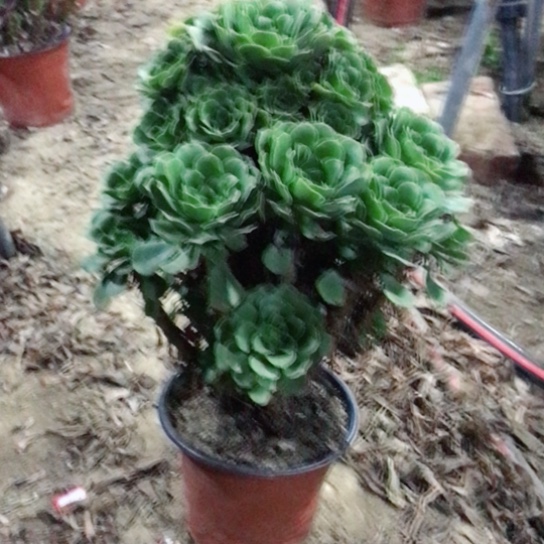 W***W绿玫瑰法师多肉植物26