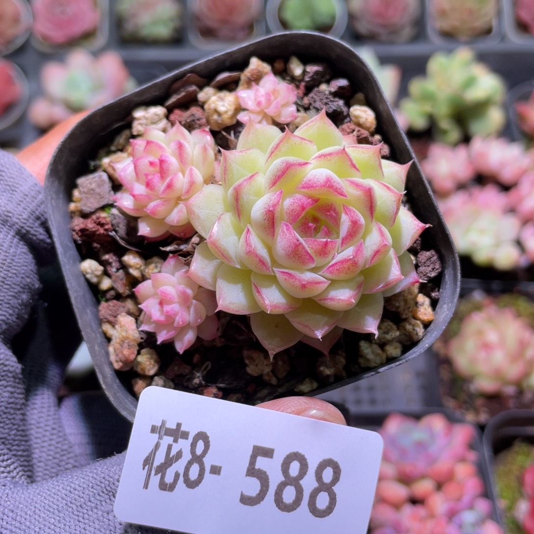 花利美8-580女王 