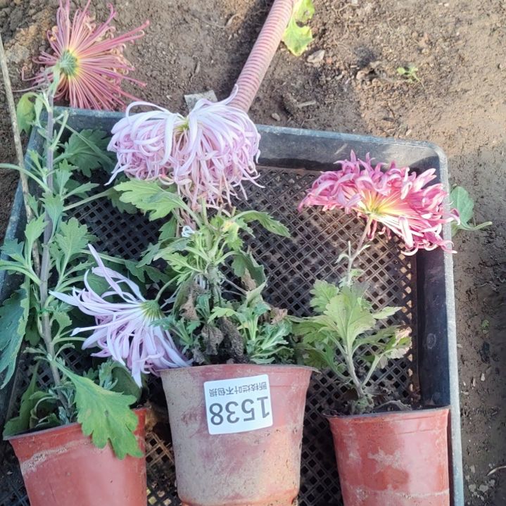 完全开放老根土球发货不包损1538