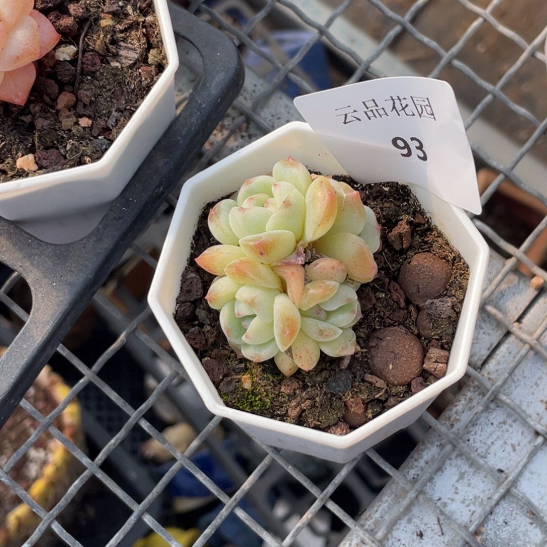 喵***喵93号糖心冰心珍妮