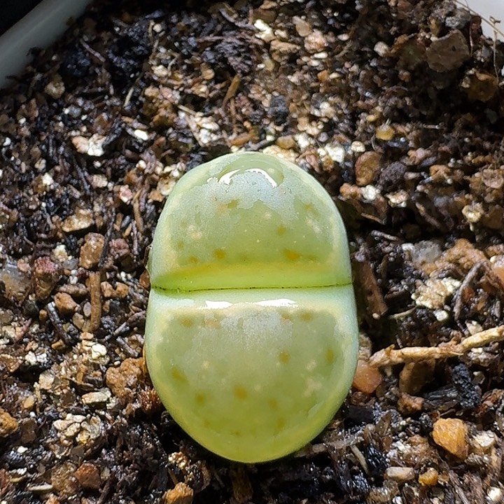 生石花2:：：。  33号