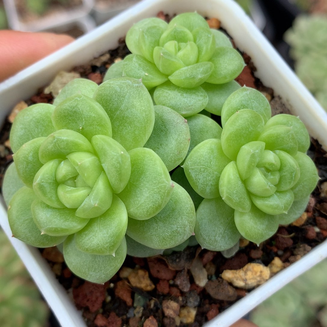 0617-48 白玉珍妮
