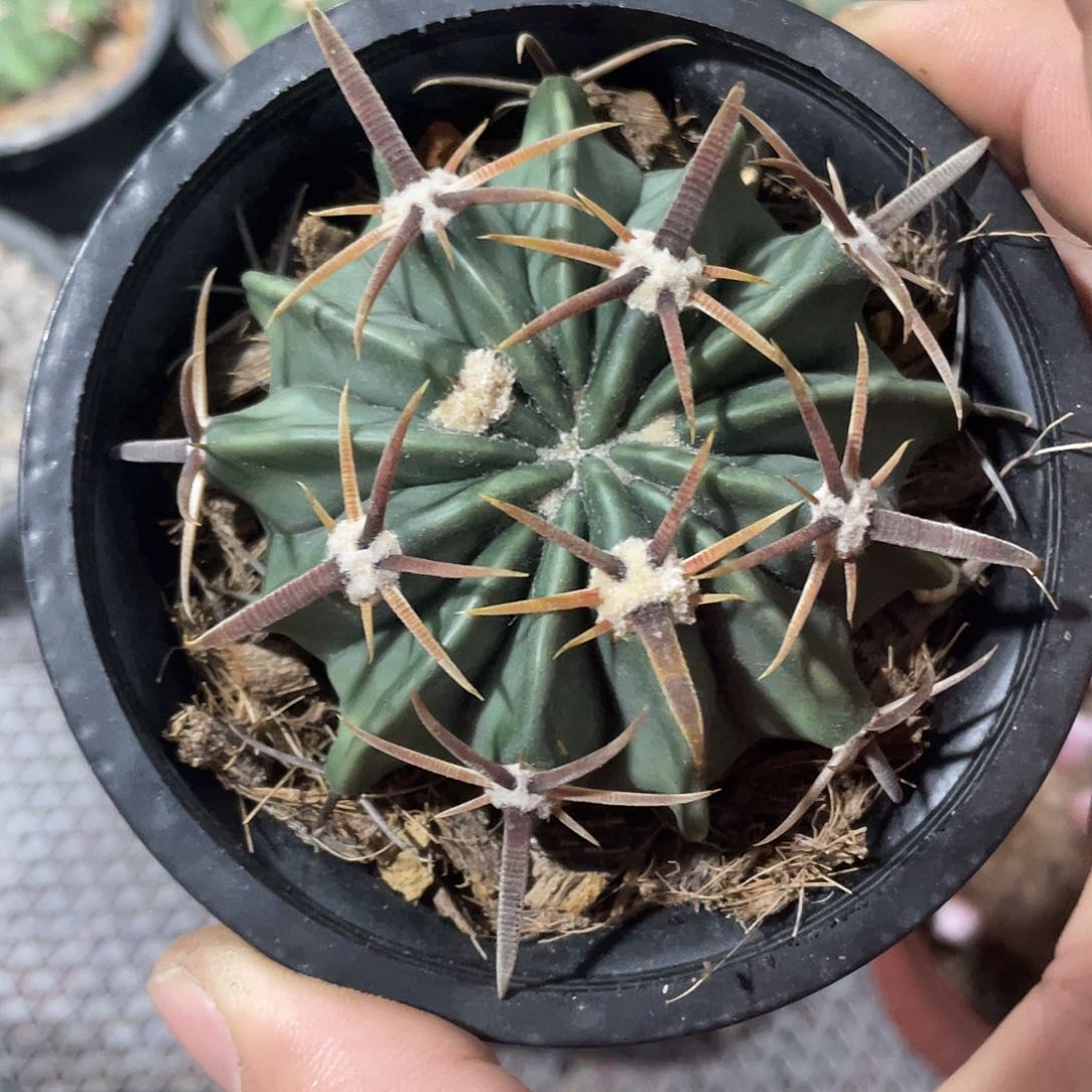 066实生根凌波仙人球