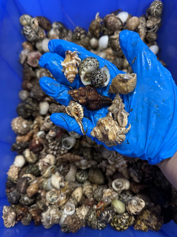 红灰白一斤➕小灰白一斤➕小彩豆一斤