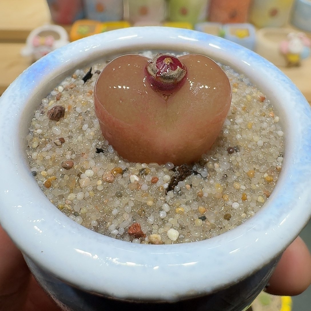 红陶蘑菇549毛汉尼