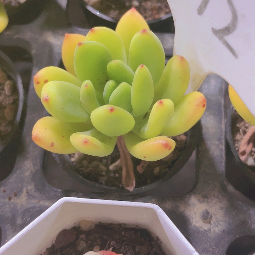 春萌w012一物一拍