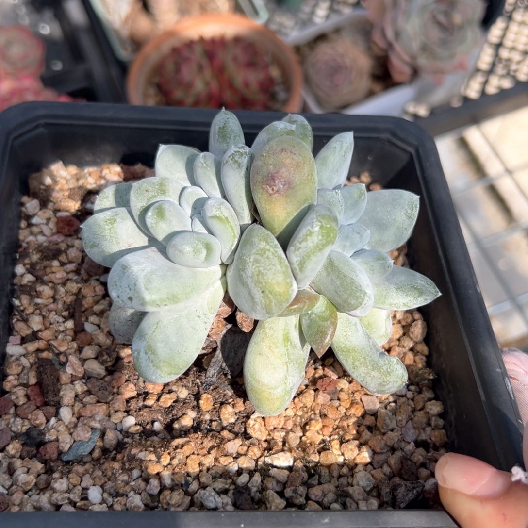 杨*⌯拇指仙女杯（满38包邮）多肉