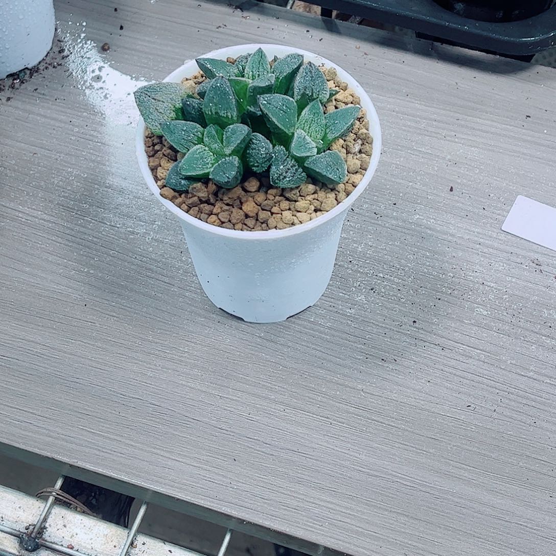 摩面寿玉露一勿一拍