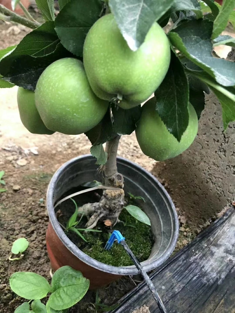 直播间一物一拍造型老桩盆景