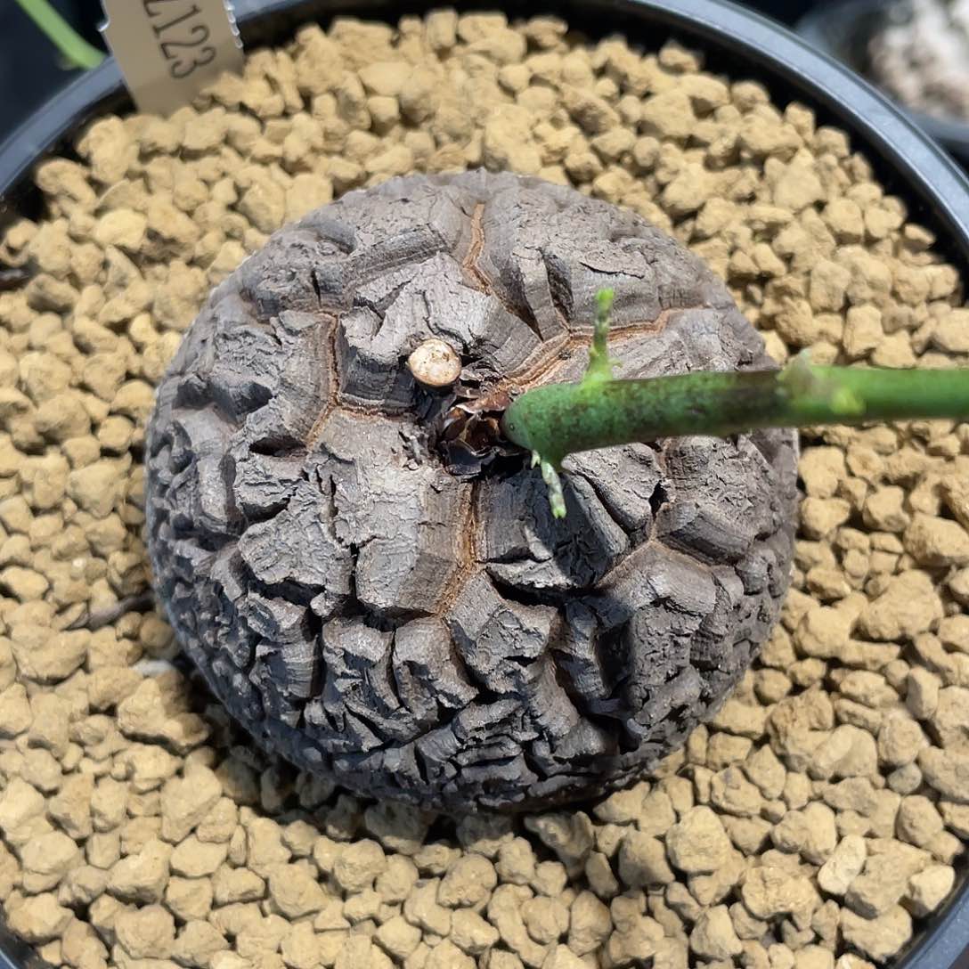 123大甲深裂龟7.1公分