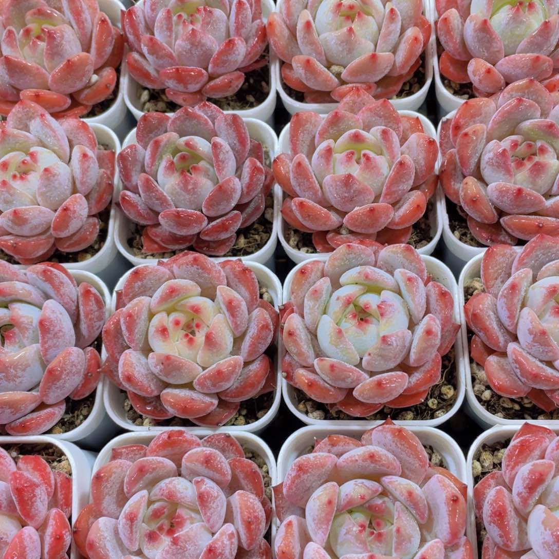 量拍145号 墩墩橙单头一个