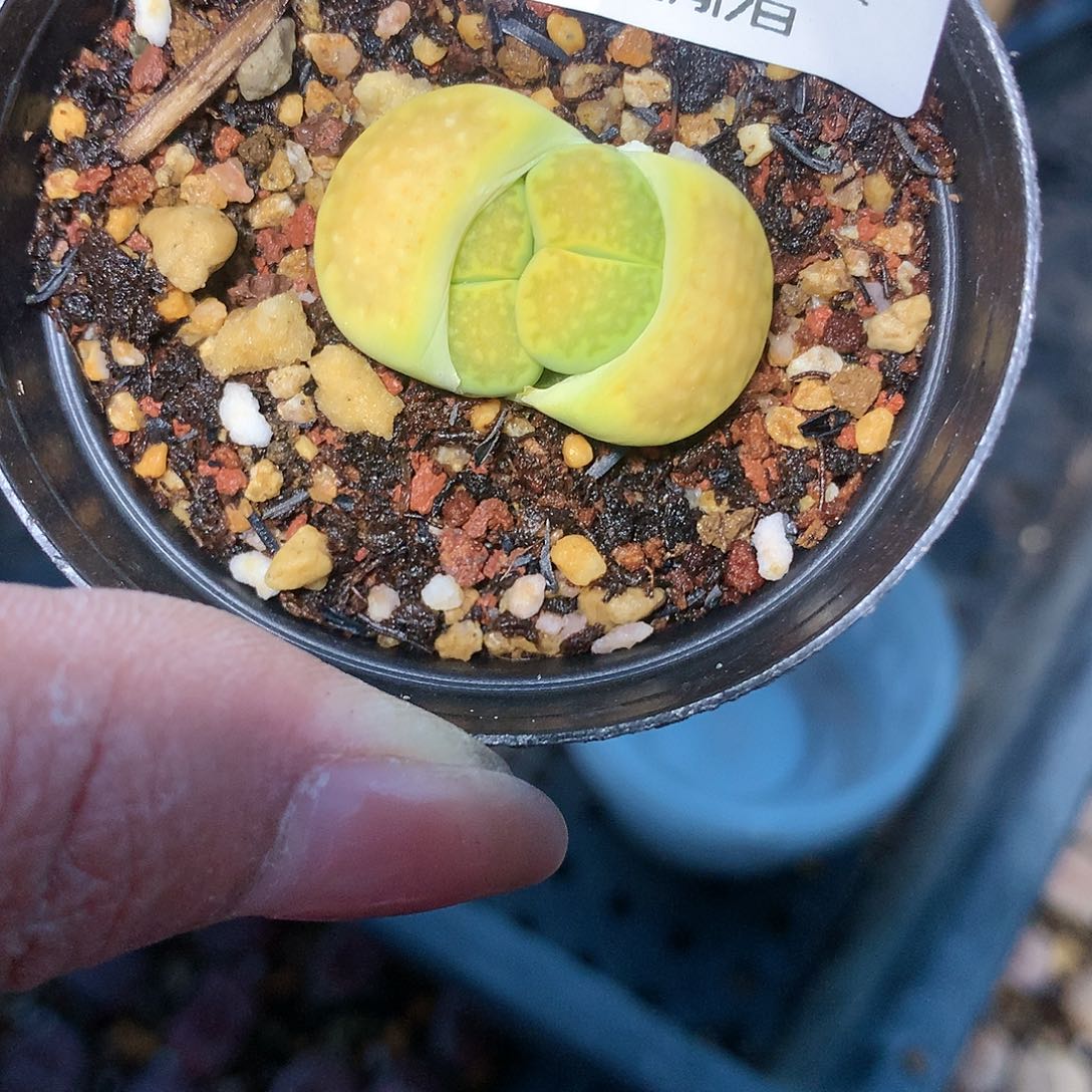 W249多肉植物保护研究所