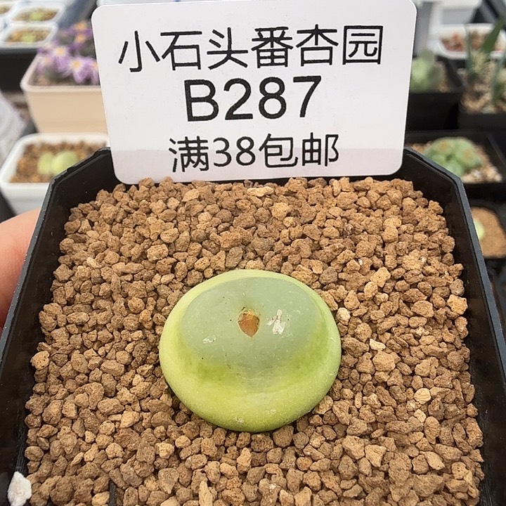 拉登2.1厘米 带盆发