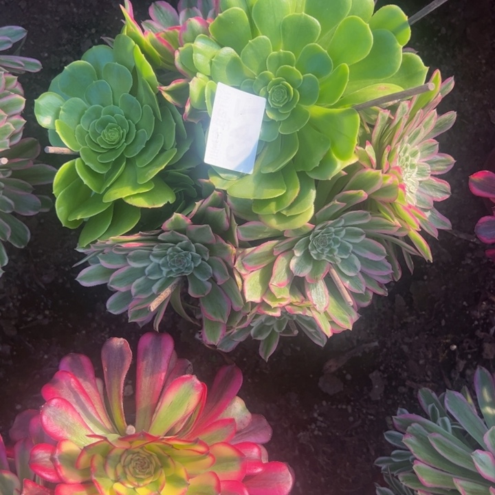 742粉丝绒多肉植物