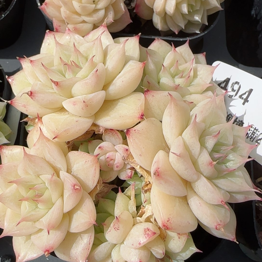 花语逸镜0131-494散