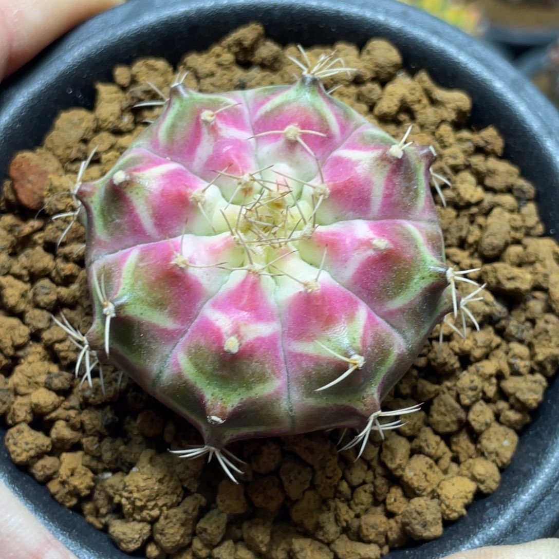 当前无花朵，栽培后可花朵包子白轮回