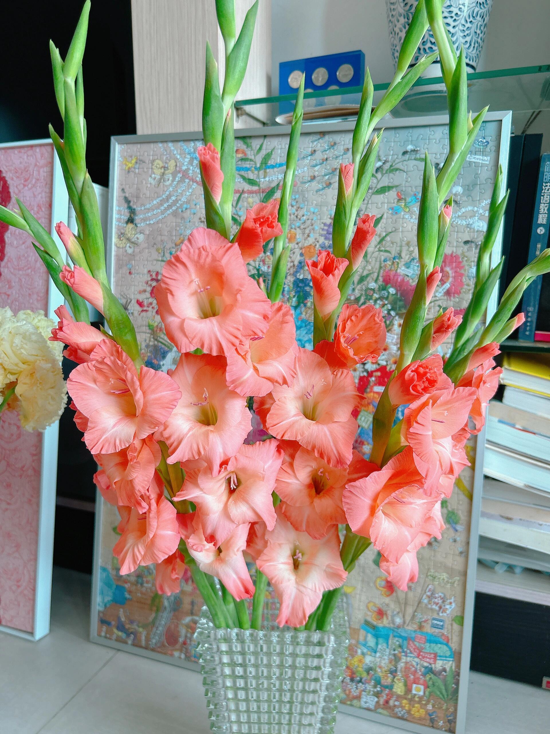 【源头一手价】桃子剑兰5支/10支 云南基地鲜花 基地直发