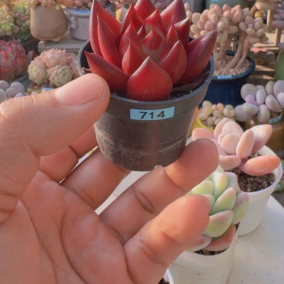 王***莉一物一拍编号714 