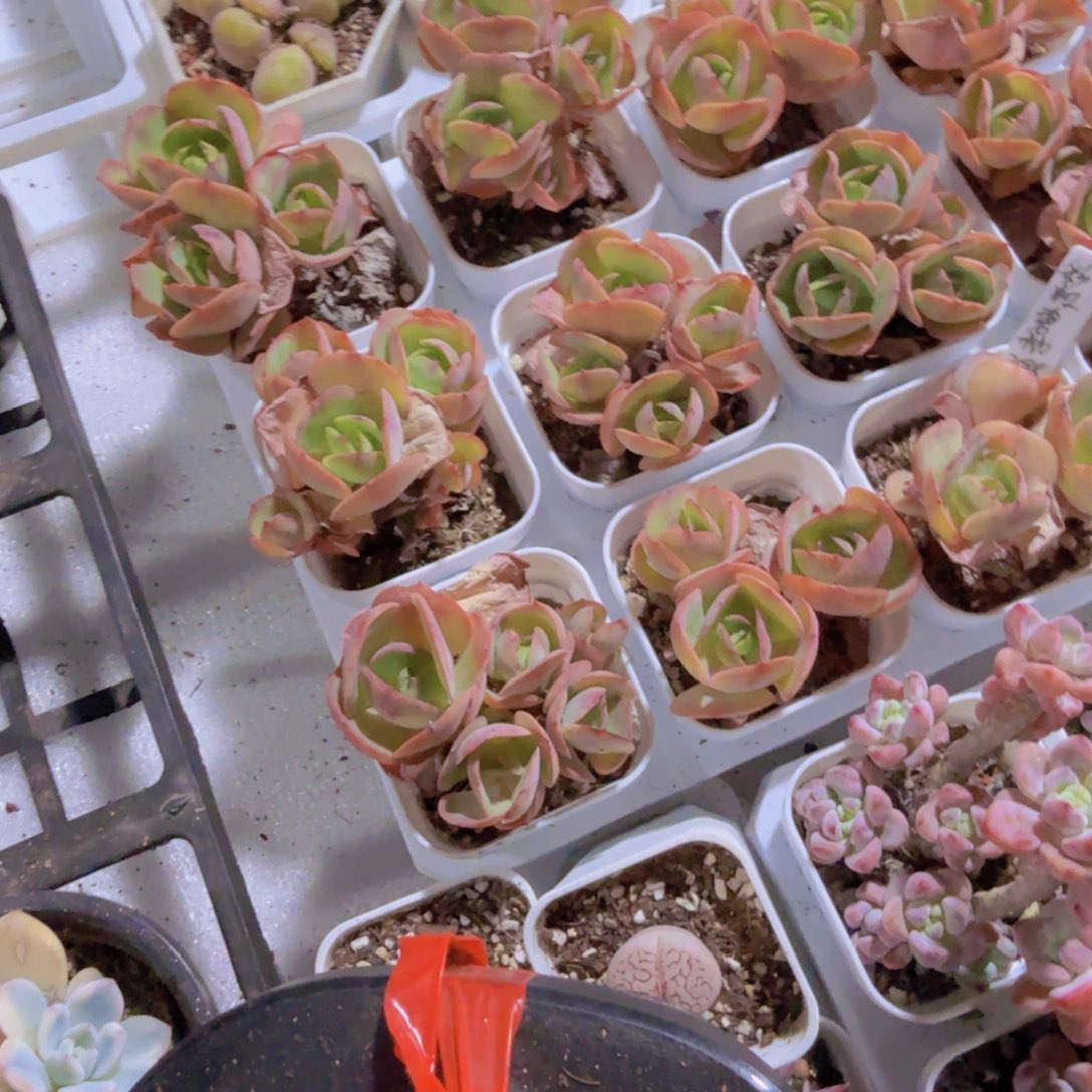 鸡蛋碧桃群一颗福利