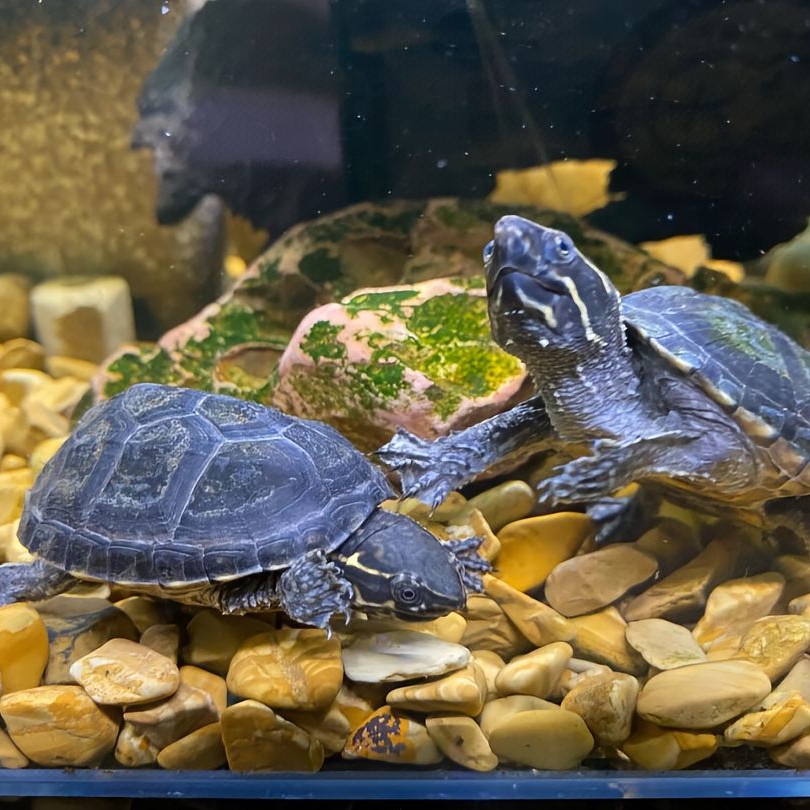 【玖零龟宠直播专属】麝香龟，新手入门养殖观赏龟