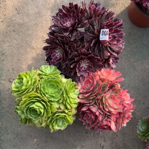 004组合3颗多肉，