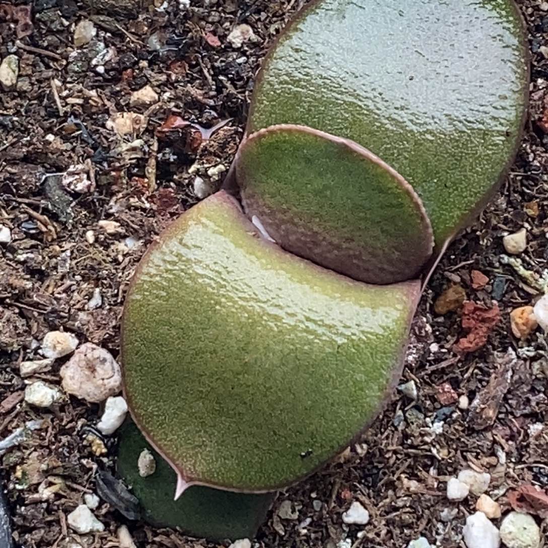 不带盆脱土裸根发货（一物一拍）