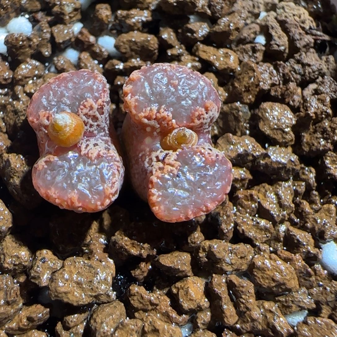 肉锥多肉植物组合-3km勋章1064