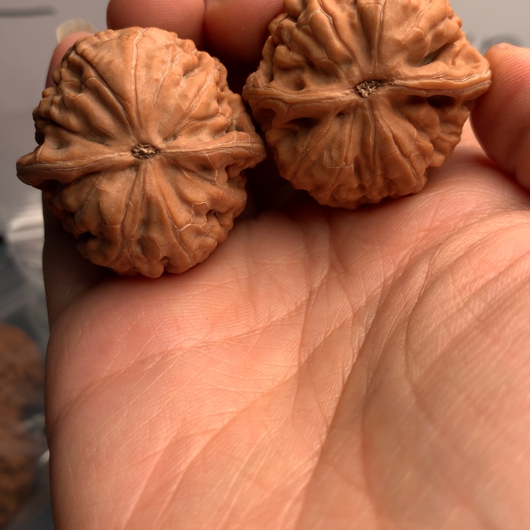 花****凤凰37月初一到二月二十