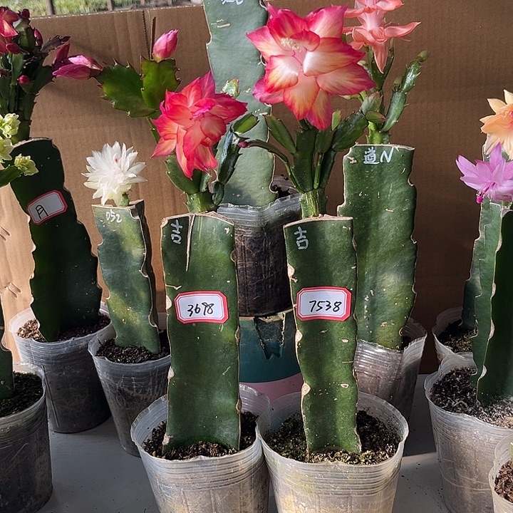 当前无花栽培后可以开花吉