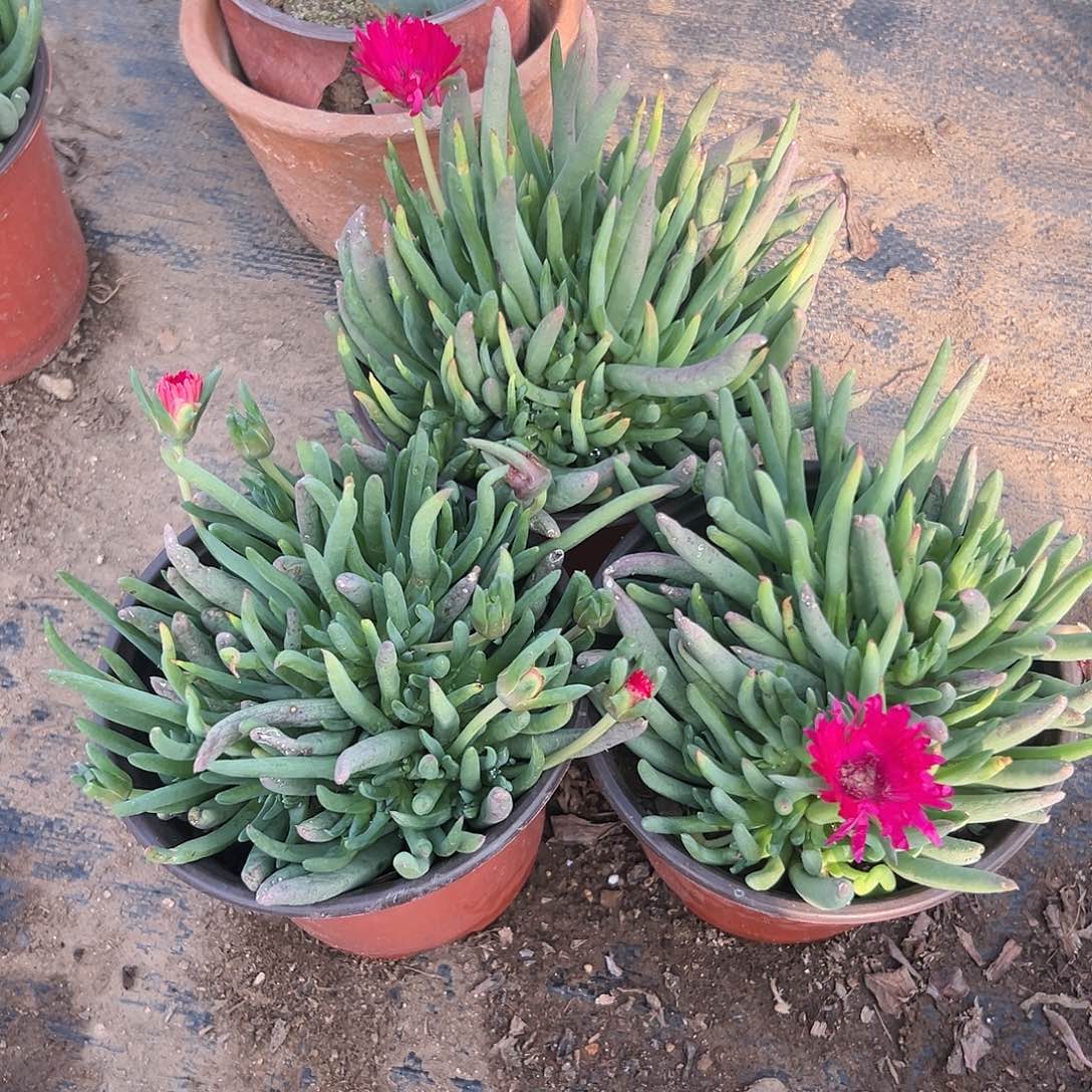 多肉植物三颗奔龙