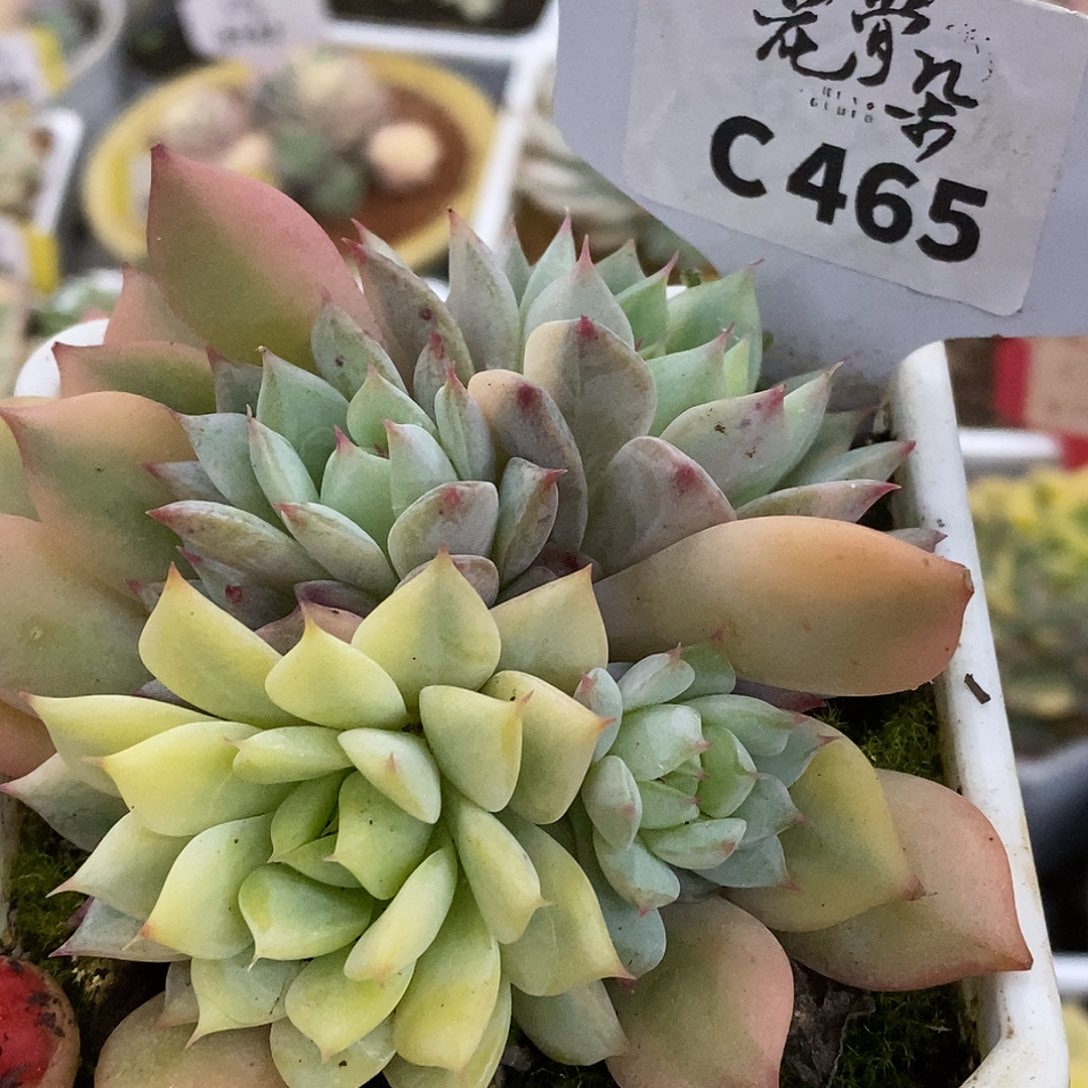 465跨年福利哈哈哈