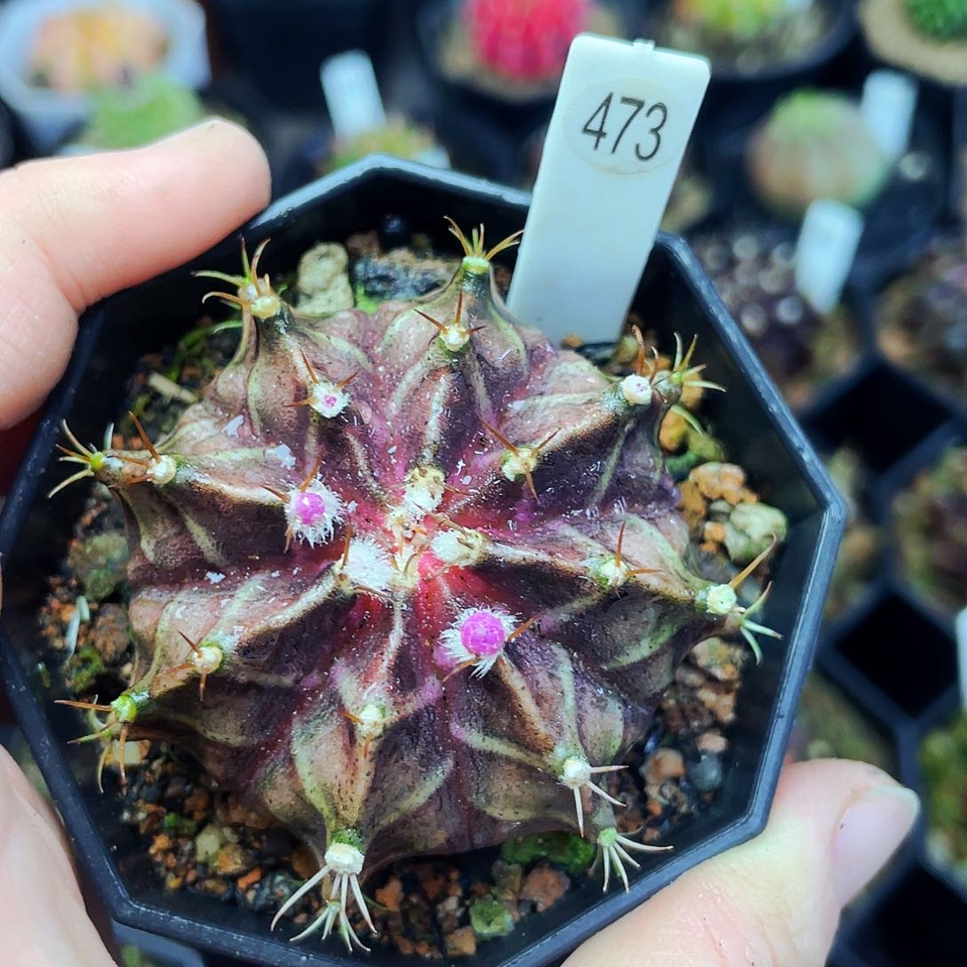 非偏远地区满25包邮仙人球