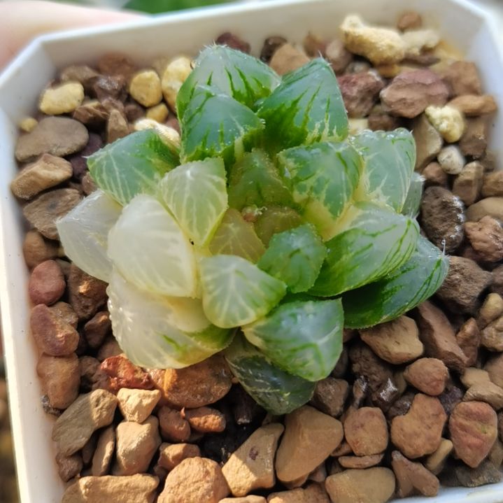 85号龙爪玉露锦一物一拍带盆土发货