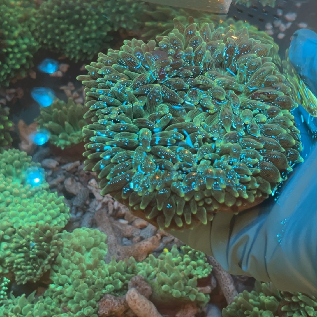 老****奶嘴海葵绿奶1111