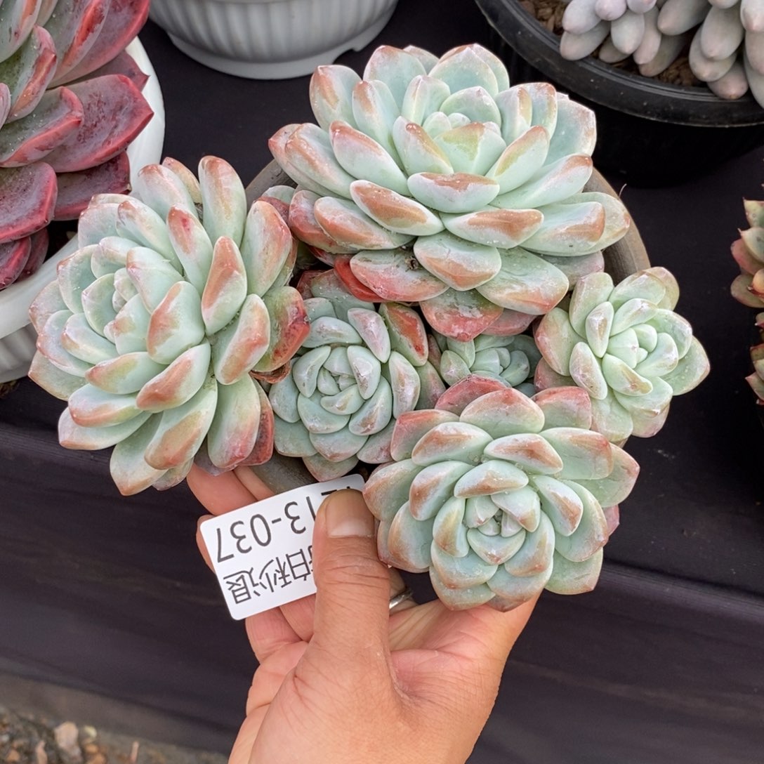 两单包邮1213-37冰玉