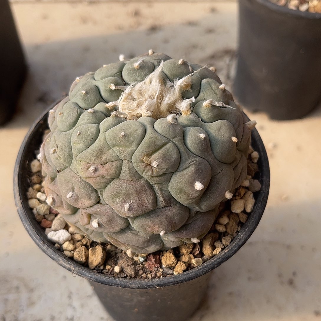 日系大尤龟甲鱼缀化