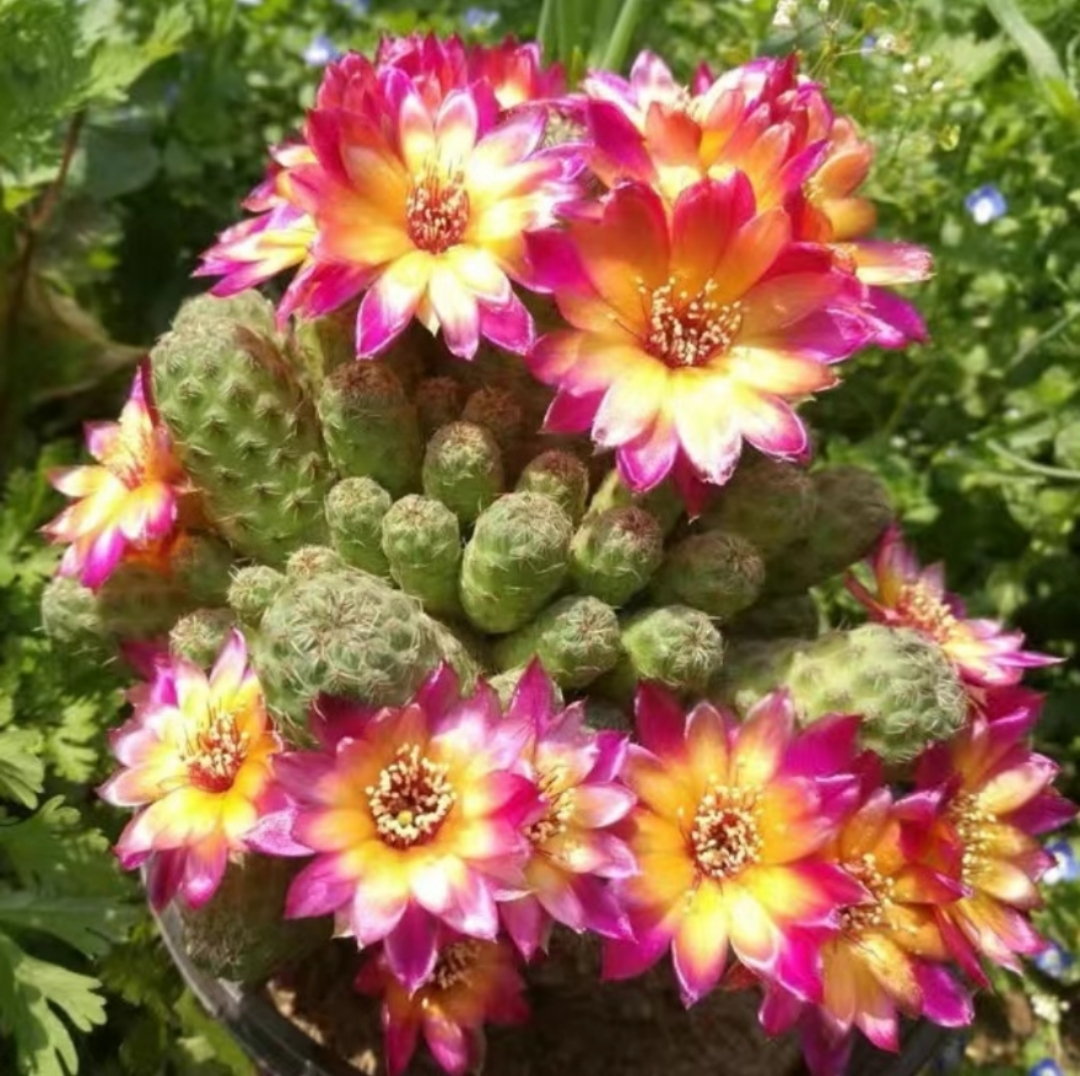 开花复色花好看卡莱主教仙人球属裸萼球属阳台盆栽多肉植物